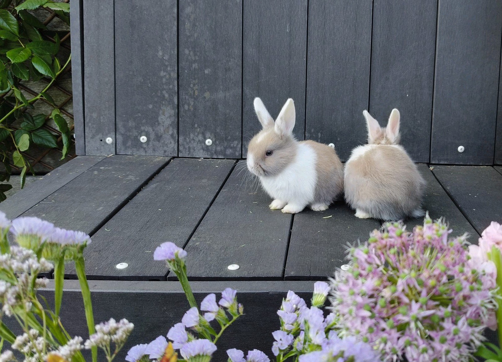 Lief jong dwergkonijntje (nhd), Mannelijk, Dwerg, Hangoor, 0 tot 2 jaar