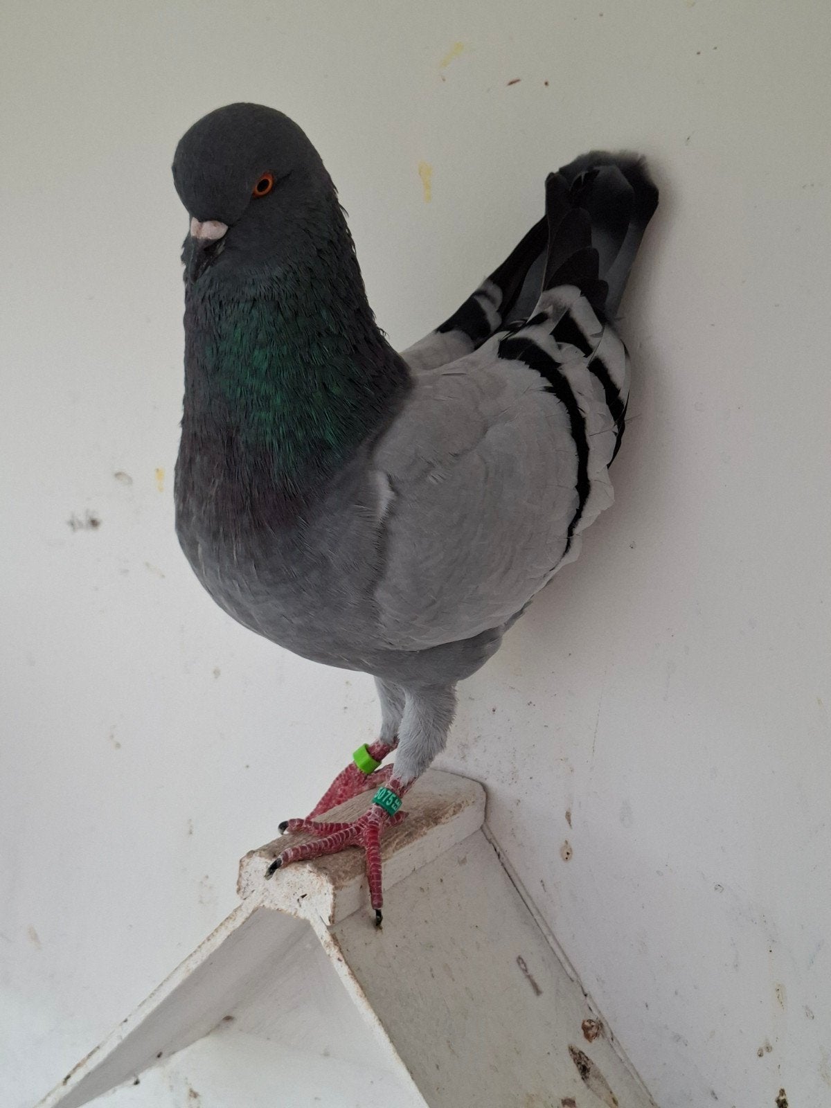 Duitse modena blauw geband, Mannelijk, Overige soorten