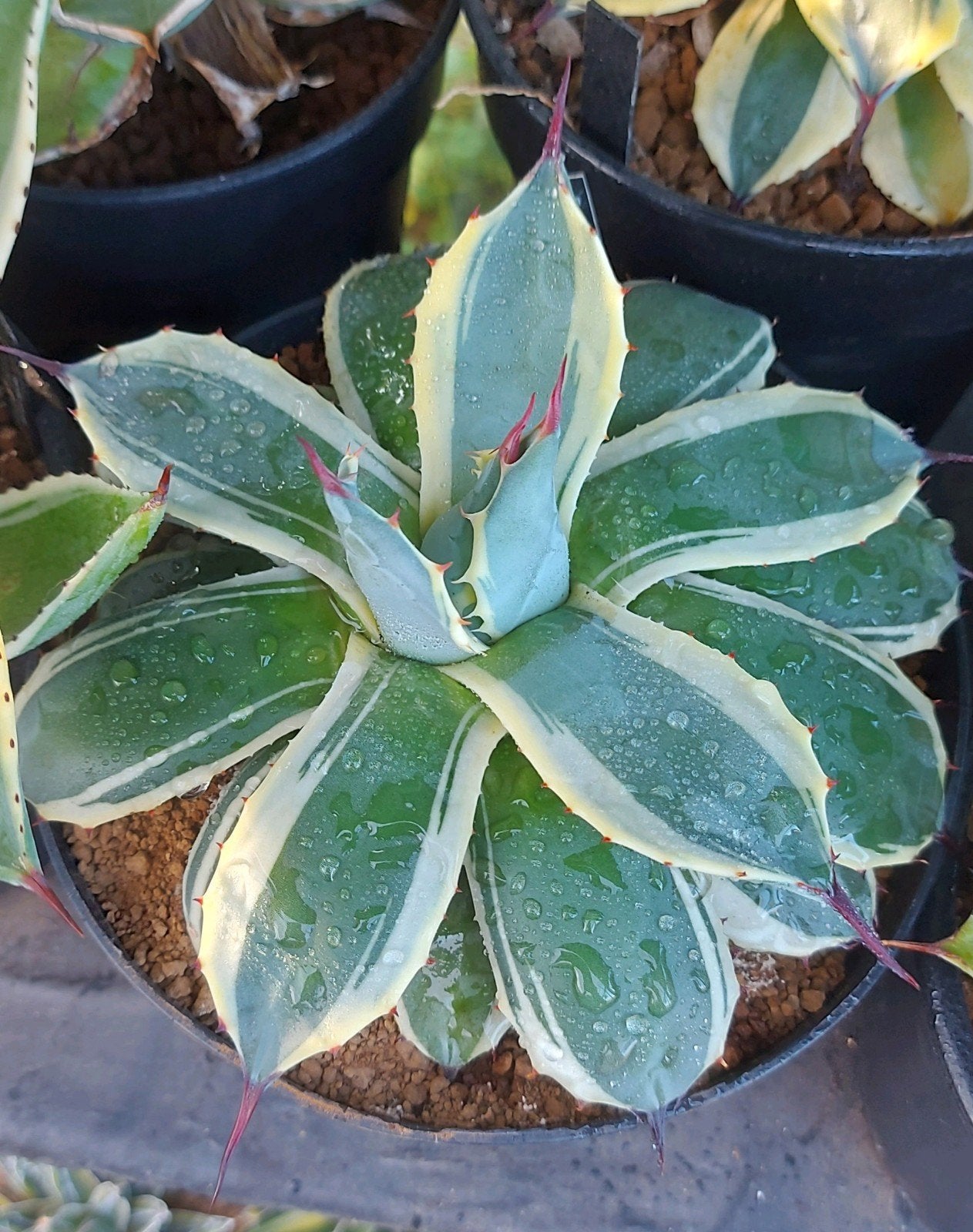 Agave Parryi "Cream Spike", Overige soorten, Volle zon, Vaste plant, Ophalen of Verzenden