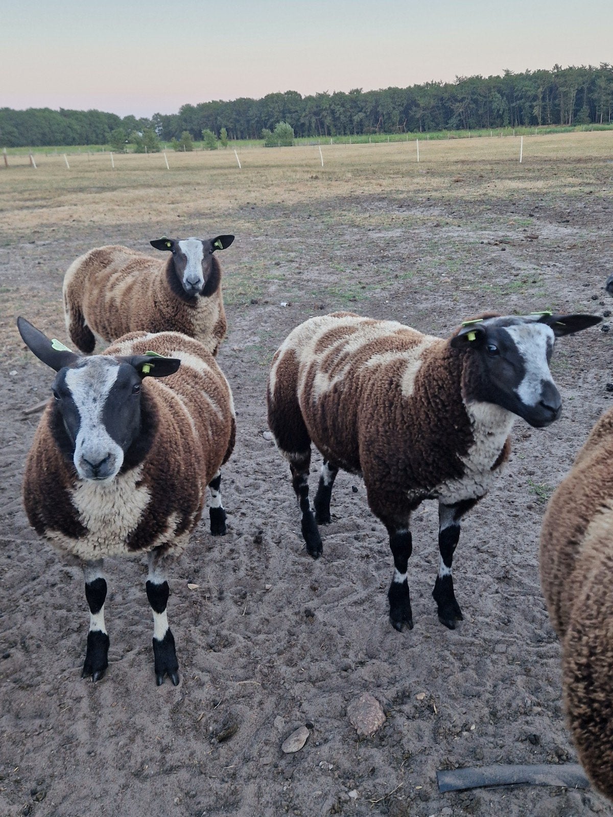 bonte dek rammen, Mannelijk, Schaap, 0 tot 2 jaar