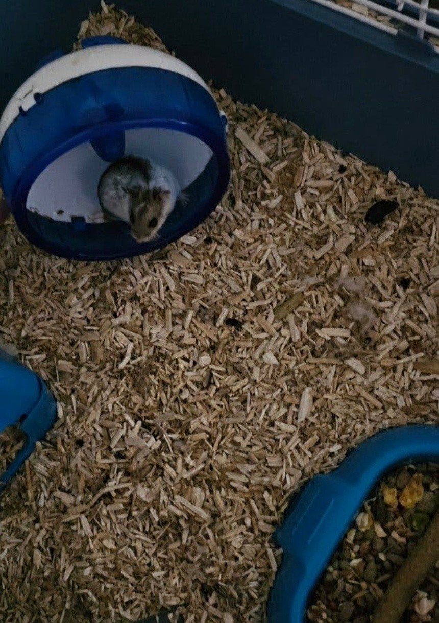 Twee lieve hamsters met kooi en toebehoren, Dieren en Toebehoren, April, Meerdere dieren, Hamster