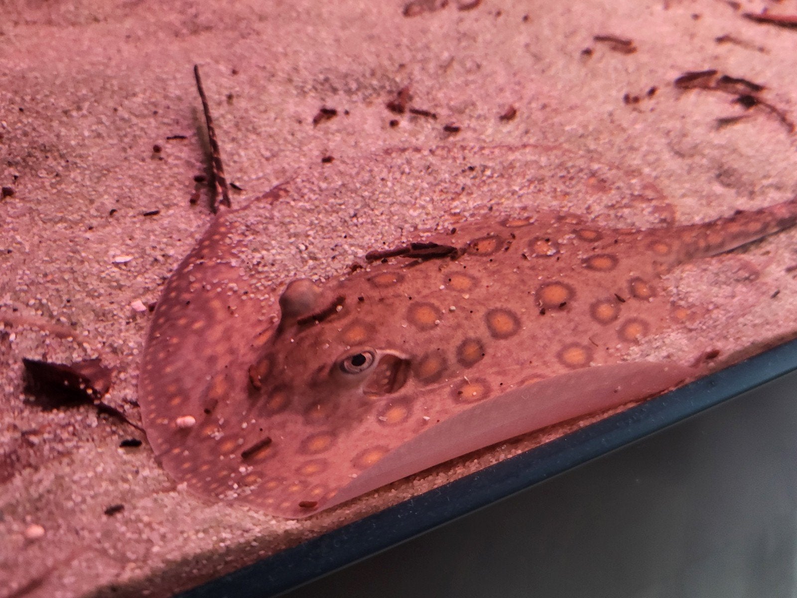 tekoop mini marble vrouw, Dieren en Toebehoren, Vissen | Aquariumvissen, Vis