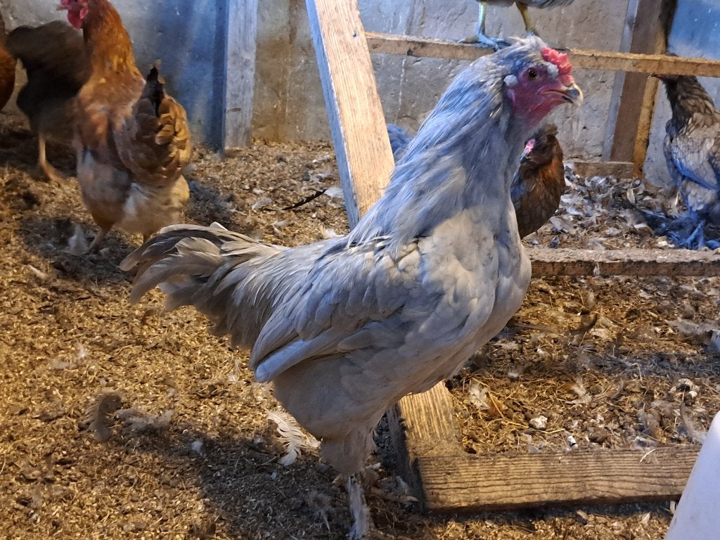 Jonge blauwe Araucana haan, Dieren en Toebehoren, Pluimvee, Mannelijk, Kip