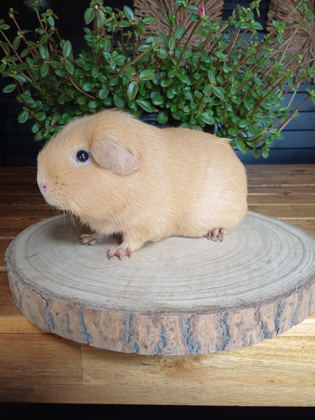 Lieve gladhaar cavia, Dieren en Toebehoren, Cavia, Juni, Vrouwelijk, Tam
