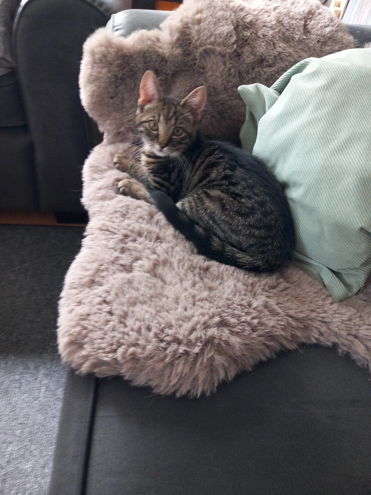 tabby kater, Kater
