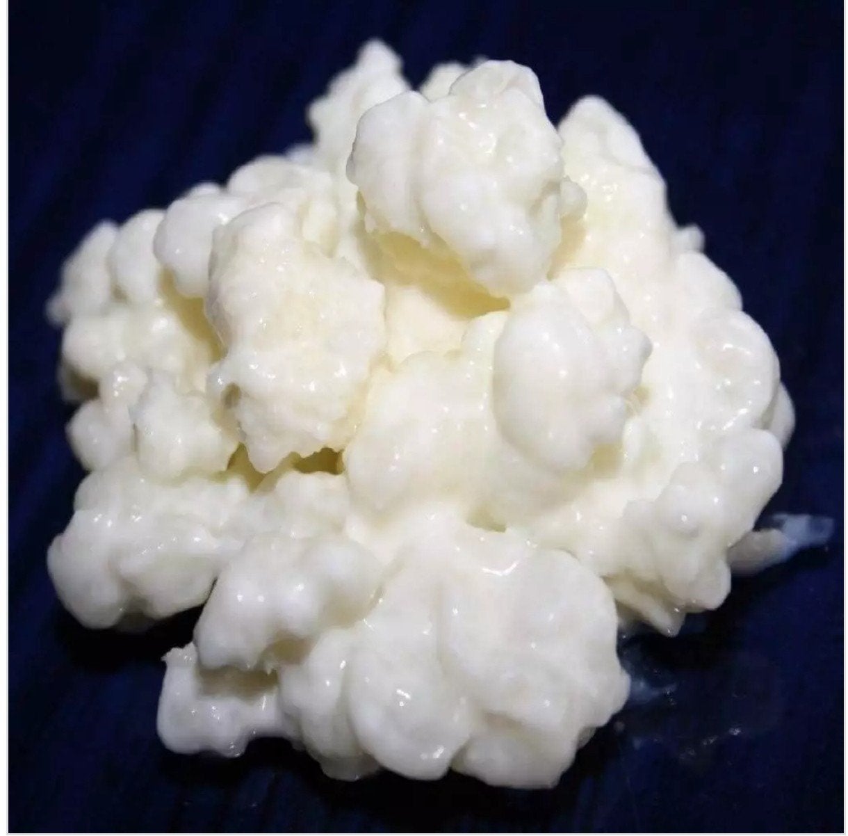 Melk kefir korrels, Ophalen of Verzenden