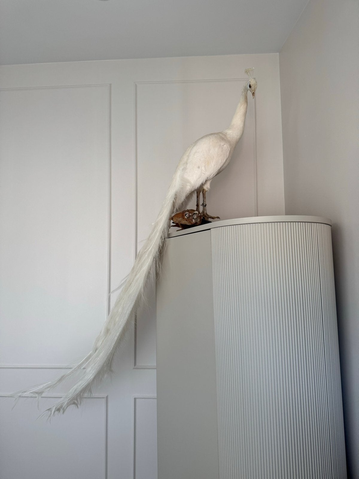 Prachtige Witte Opgezette Pauw - Taxidermie Dieren, Ophalen, Zo goed als nieuw, Vogel, Opgezet dier
