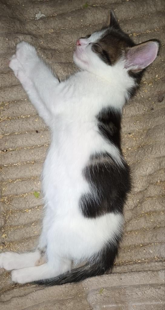 Lieve kittens  gereserveerd, Dieren en Toebehoren, Katten en Kittens | Overige Katten, Meerdere dieren, Kortharig, 0 tot 2 jaar