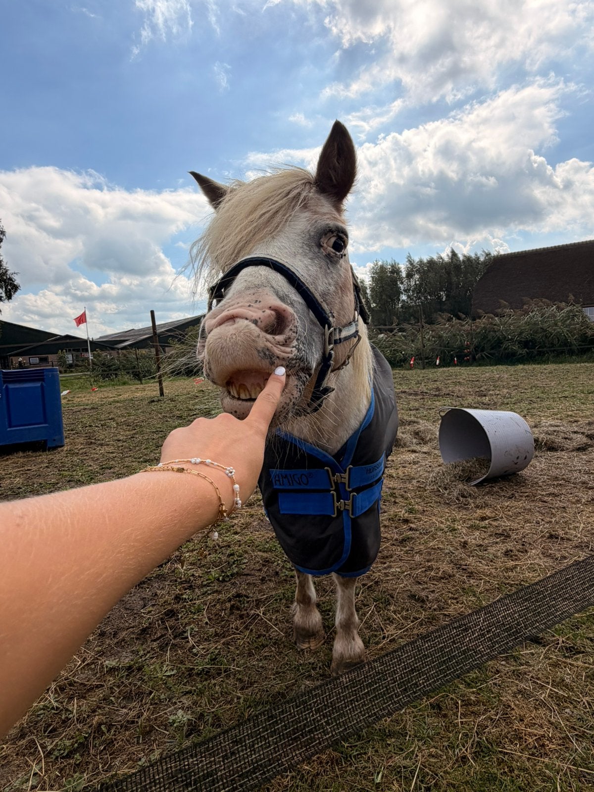 shetlander appaloosa ruin, Dieren en Toebehoren, Ruin, A pony (tot 1.17m), 7 tot 10 jaar, Onbeleerd
