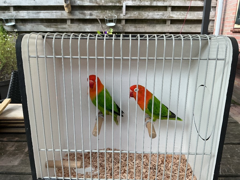 Koppel Agapornis Fischeri Opaline Groen, Meerdere dieren, Dwergpapegaai of Agapornis, Geringd