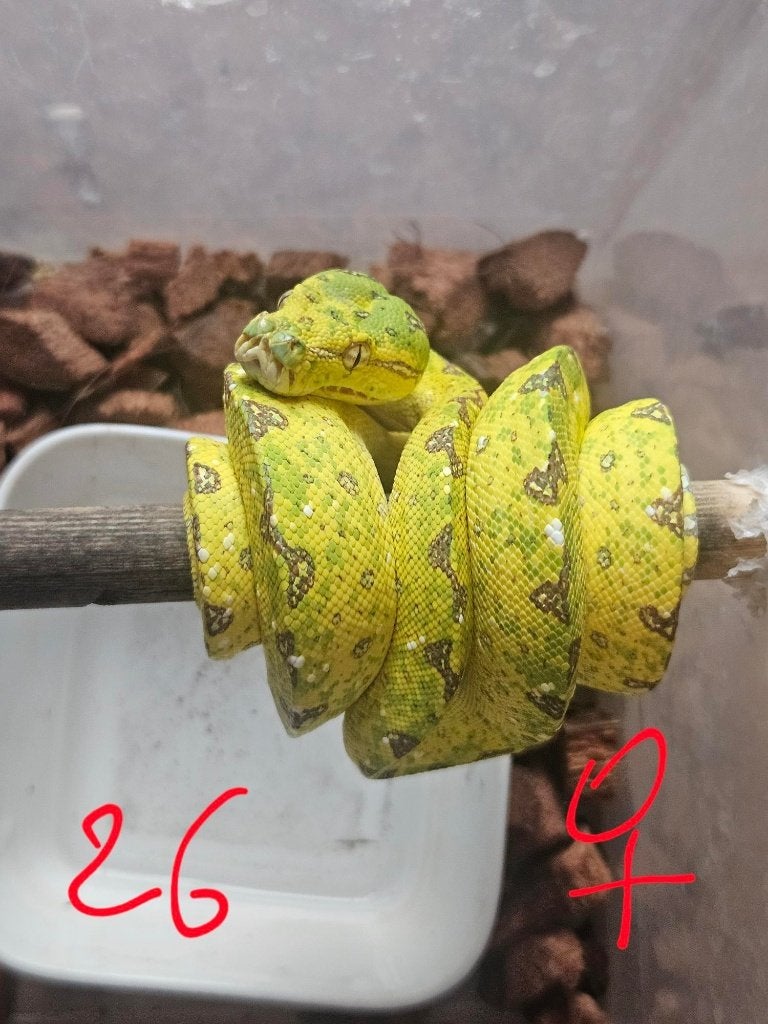 reservationreservation Snakeday Morelia viridis biak 2024 Green Tree Python photo 8