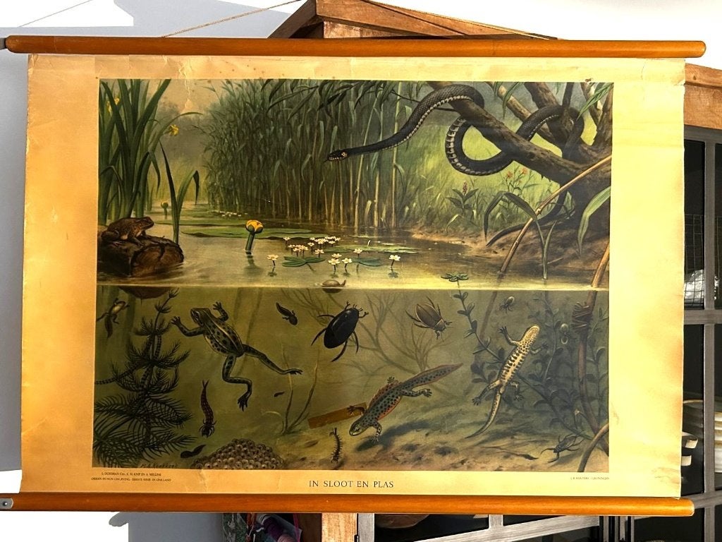 In sloot en plas, Ophalen of Verzenden, Natuur en Biologie