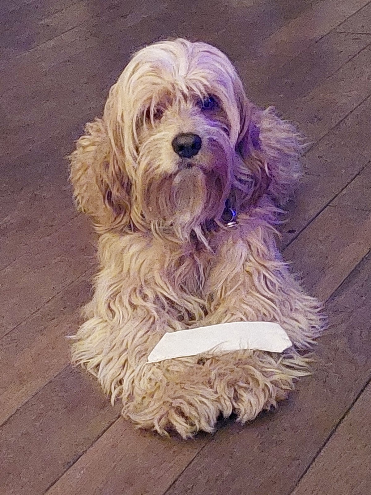 Knuffel/ Therapie hond komt graag langs, Reu, Eén hond, 3 tot 5 jaar, Nederland