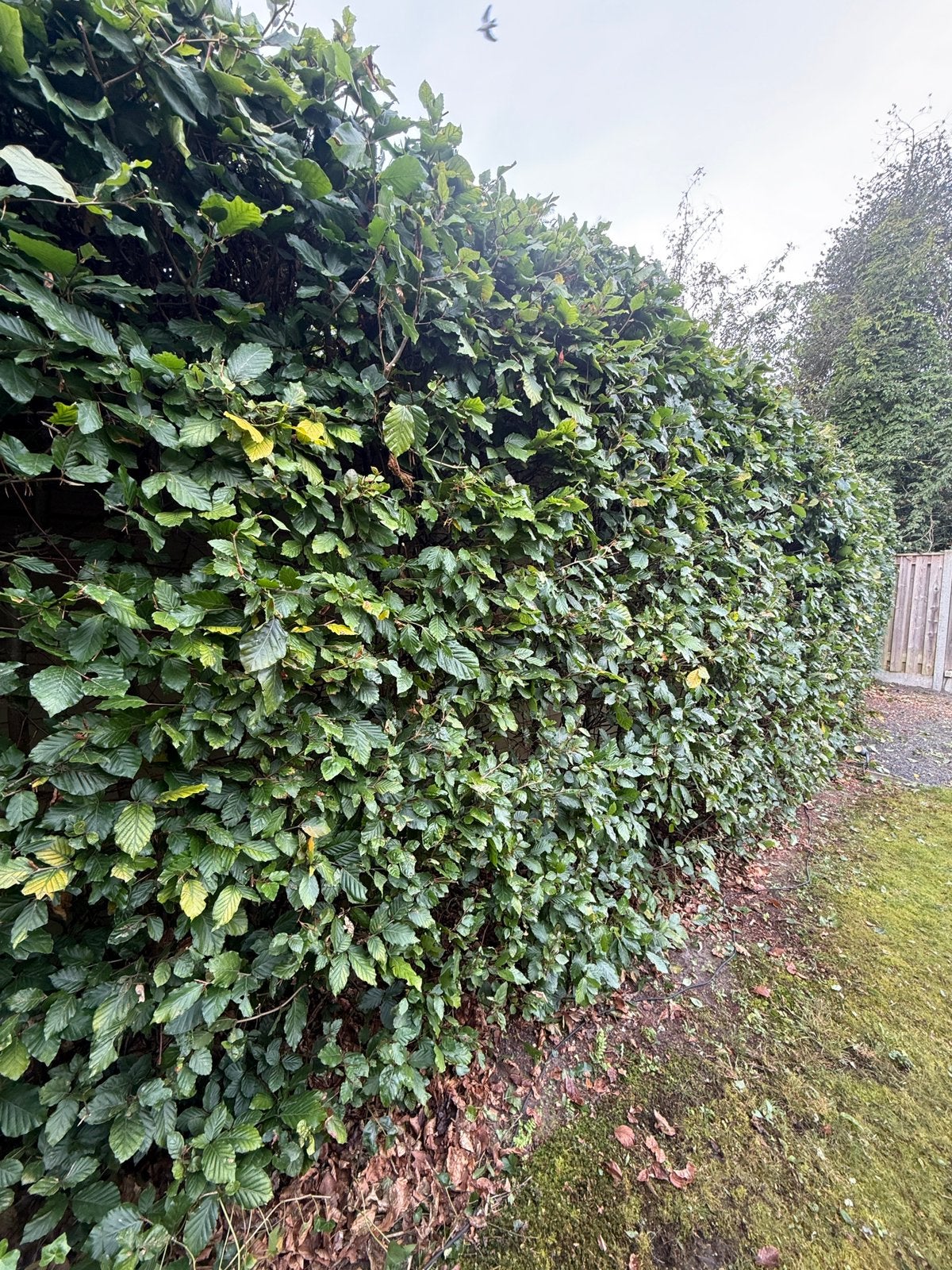 Prachtige volle groene beukenhaag (2,5m hoog – 10m lang), Tuin en Terras, Ophalen, Beukenhaag, Haag, 250 cm of meer
