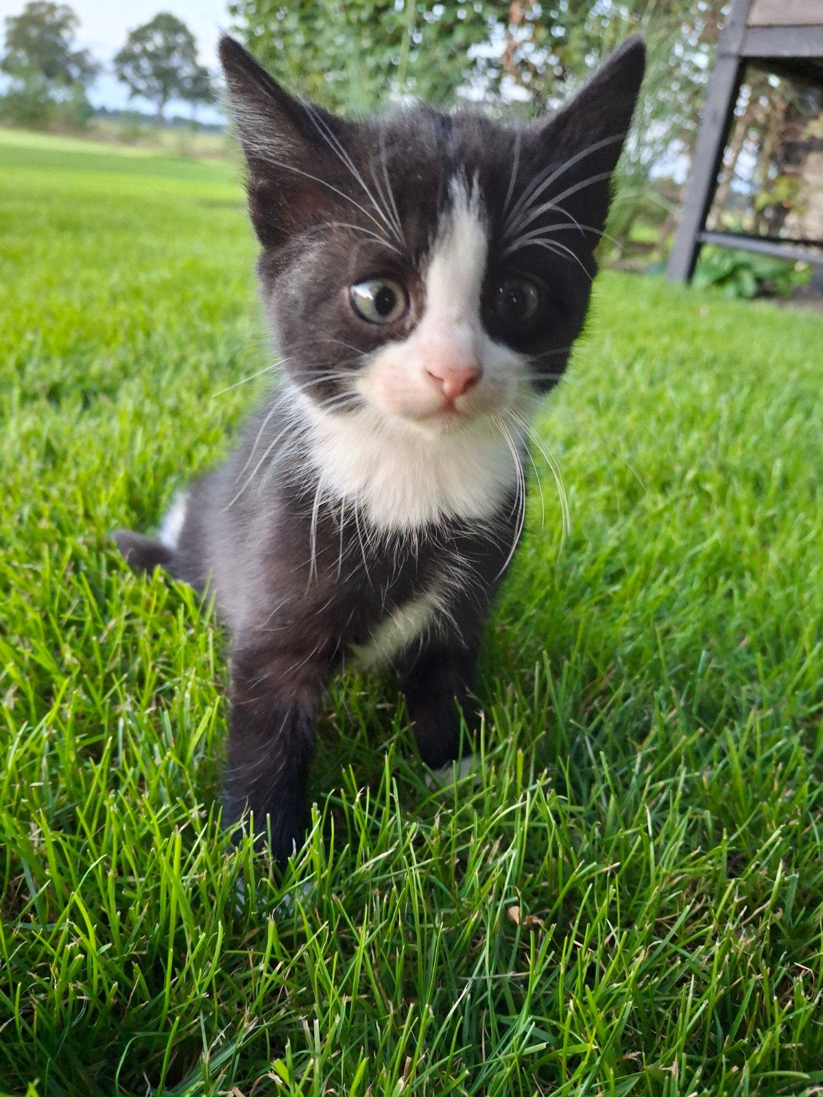 kittens te koop!, Dieren en Toebehoren, Meerdere dieren, 0 tot 2 jaar