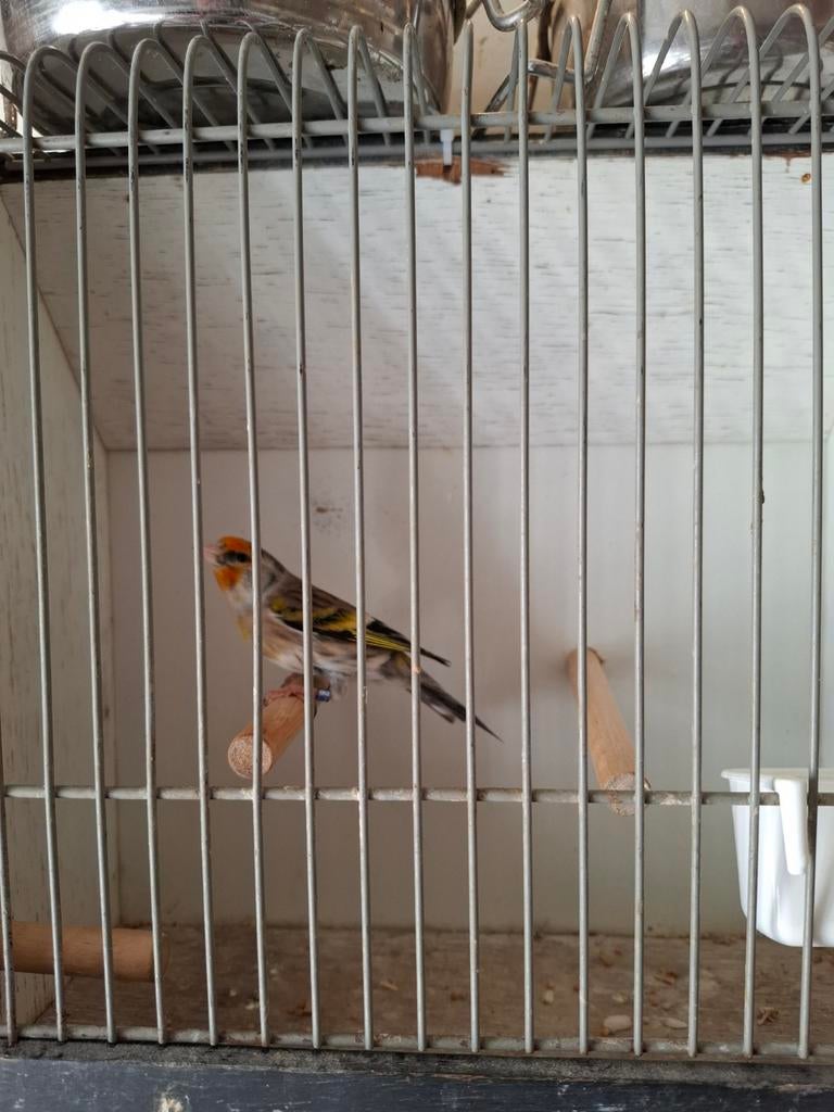 Putter/kanarie man, Dieren en Toebehoren, Vogels | Overige Vogels, Mannelijk, Wildzangvogel, Geringd