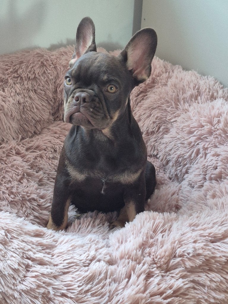 Franse bulldog teefje, 15 weken tot 1 jaar, Teef, Bulldog, Eén hond