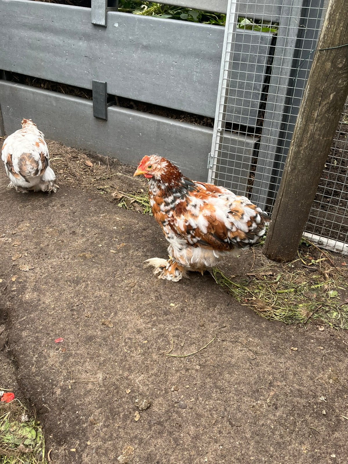 Cochin haan, Mannelijk, Kip