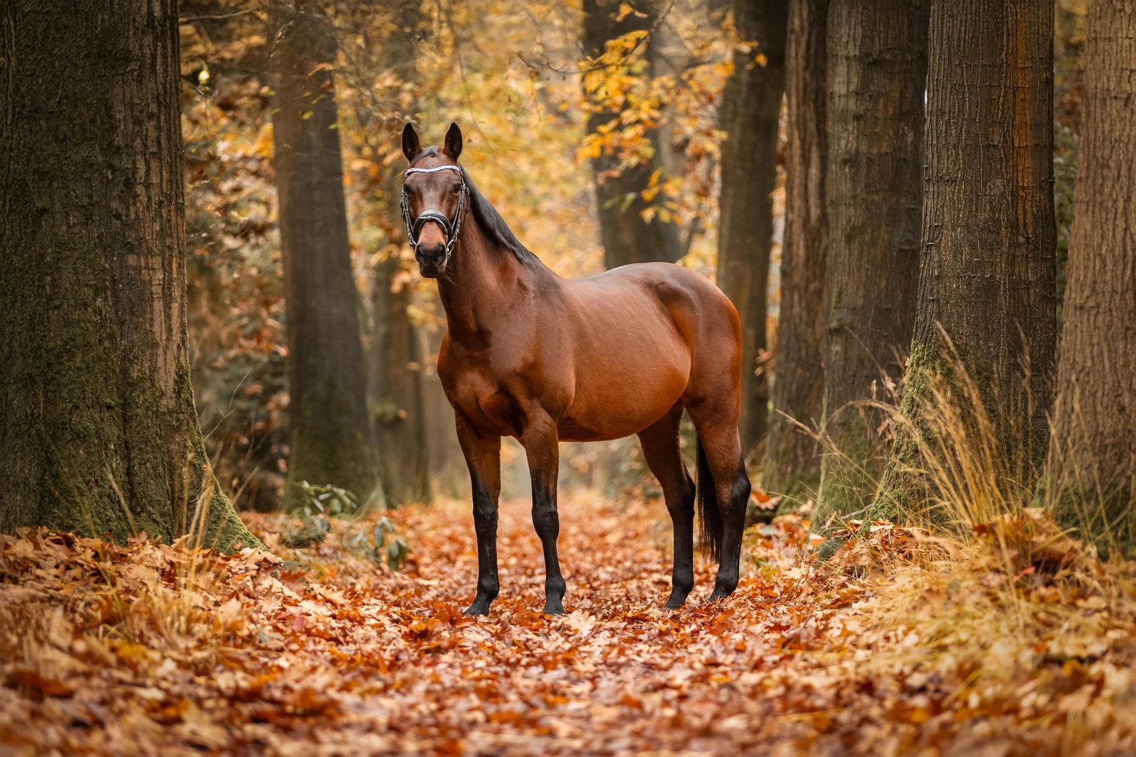 Onwijs lieve recreatie merrie/ fokmerrie/ weidemaatje, Z, 160 tot 165 cm, 11 jaar of ouder, Recreatiepaard