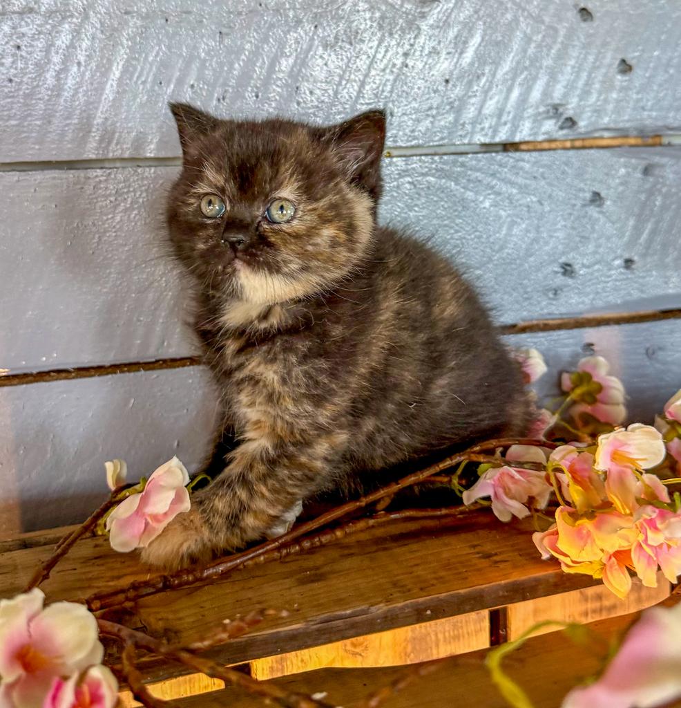 🐾 prachtige brits korthaar kittens cinnemon torti 🐾, Dieren en Toebehoren, Katten en Kittens | Raskatten | Korthaar, Meerdere dieren