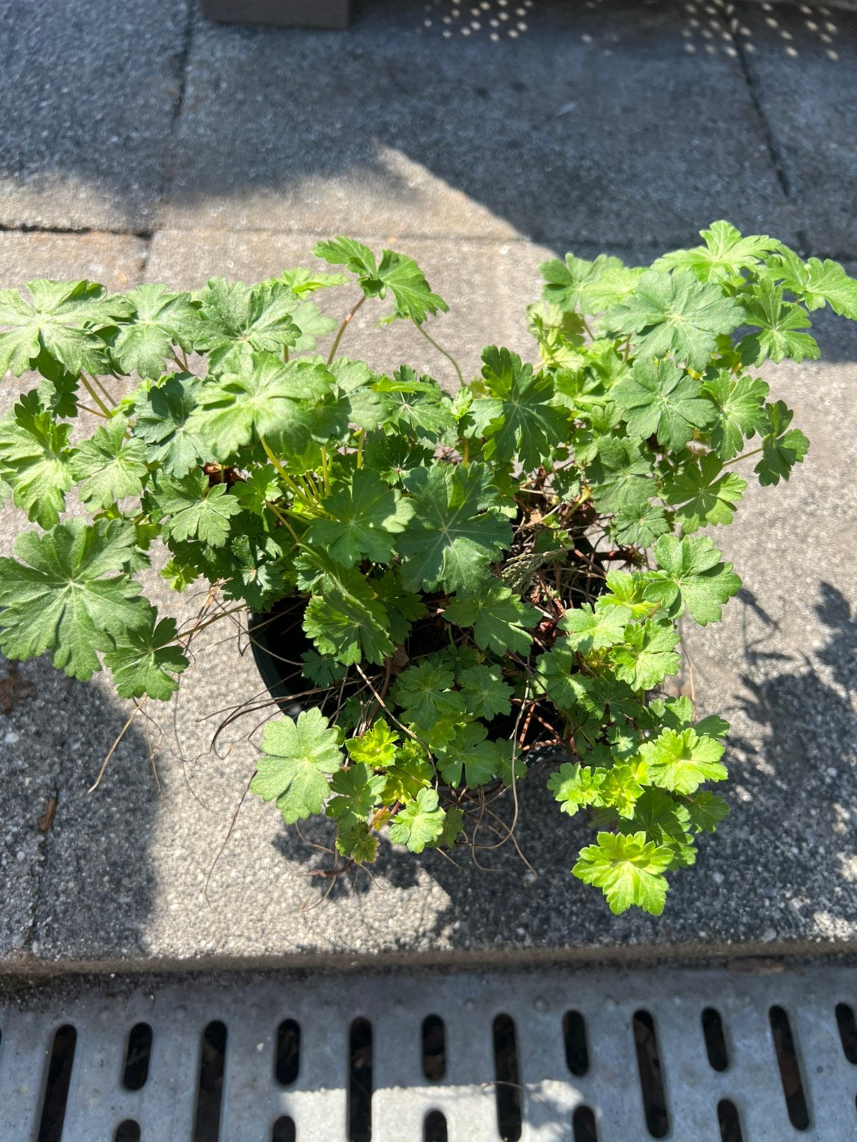 Geranium plant, Ophalen of Verzenden, Overige soorten, Minder dan 100 cm