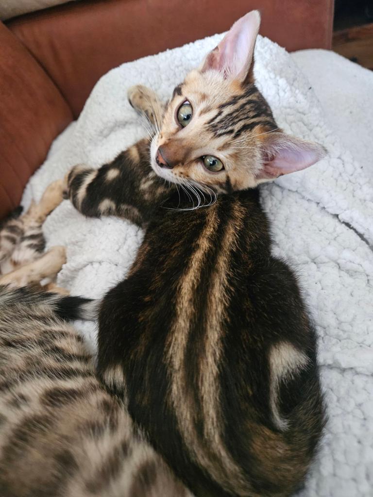Laatste bengaal kitten op zoek naar een forever home., Poes, Gechipt