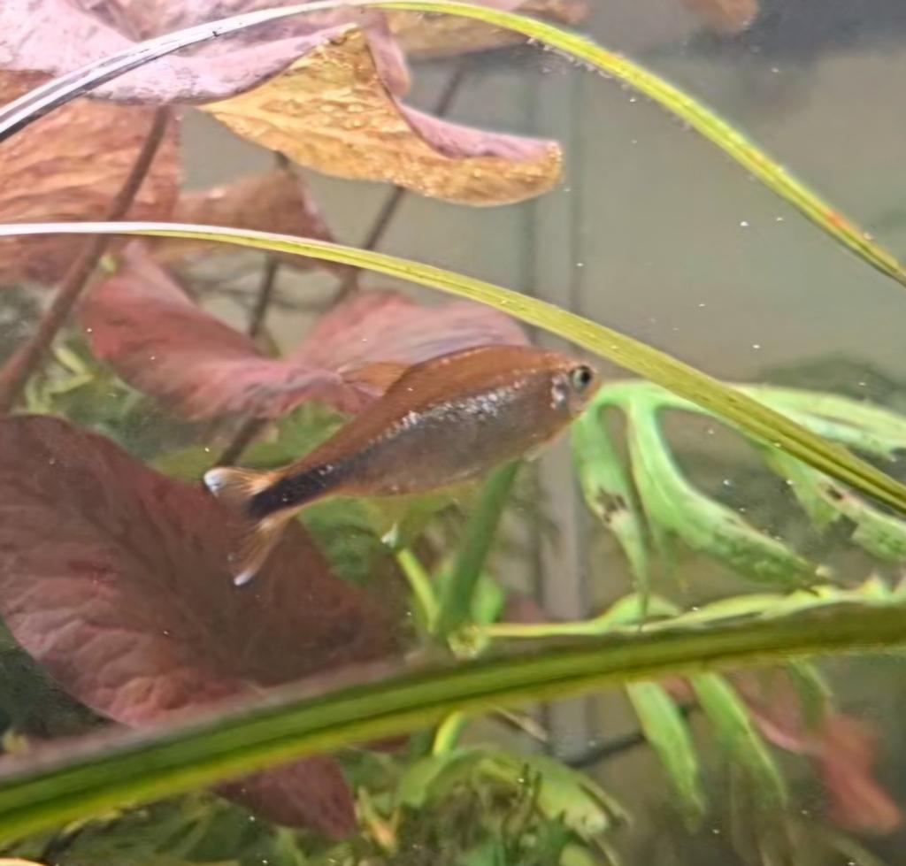 1x koperzalm/silvertip tetra/Hasemania nana, Vis, Zoetwatervis, Schoolvis
