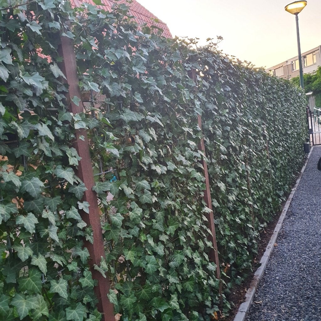 Hedera haag - Kant en klaar haag - Hedera schutting - Groen, Tuin en Terras, Vaste plant, Ophalen of Verzenden, Bloeit niet, Halfschaduw