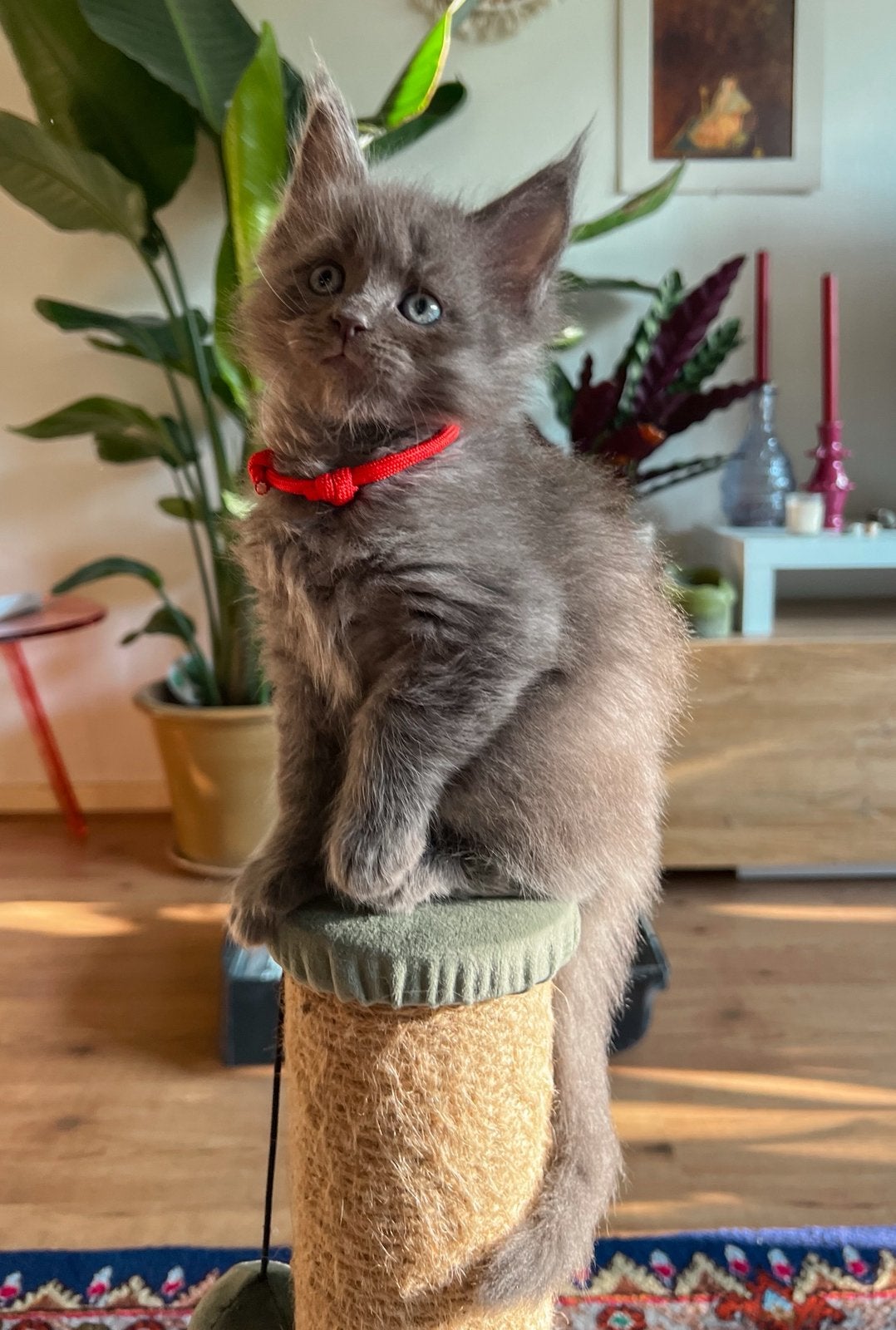 Maine coon kater/black smoke, Poes