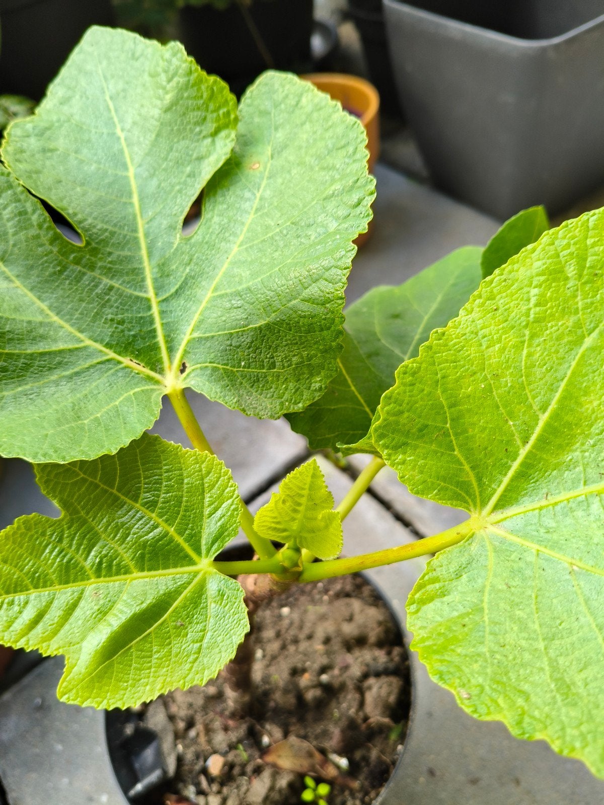 Vijgenboom (Ficus carica) – Mediterrane plant – Terras & pot, Tuin en Terras, Planten | Fruitbomen, Ophalen, Minder dan 100 cm