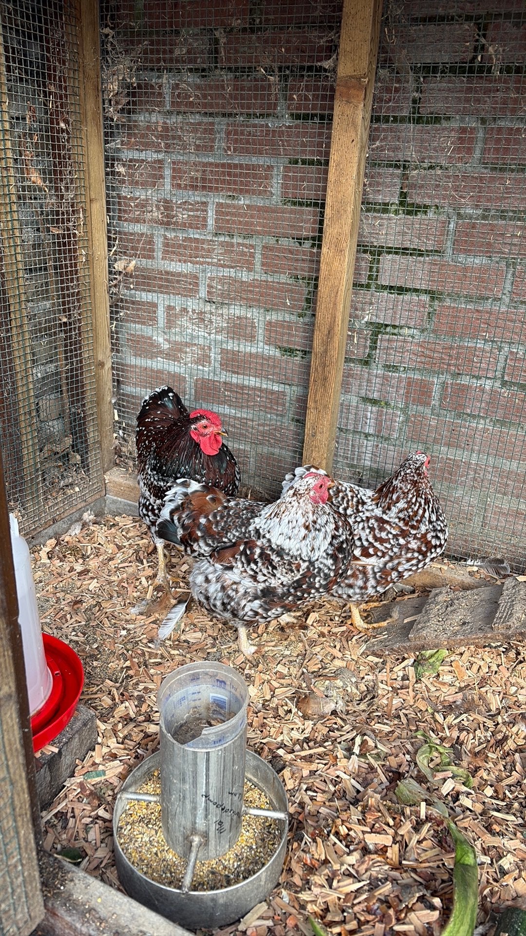 Wyandotte kippen, Meerdere dieren
