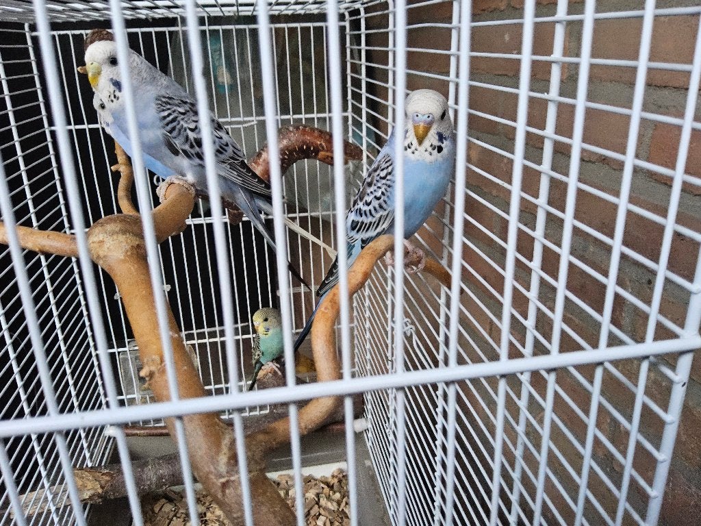jonge grasparkieten (2026), Dieren en Toebehoren, Vogels | Parkieten en Papegaaien, Meerdere dieren, Parkiet