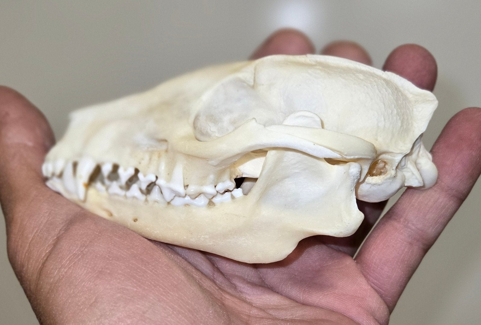 Echte Schedel Wasbeerhond / Marterhond Taxidermie  skull, Ophalen of Verzenden, Nieuw, Wild dier, Schedel