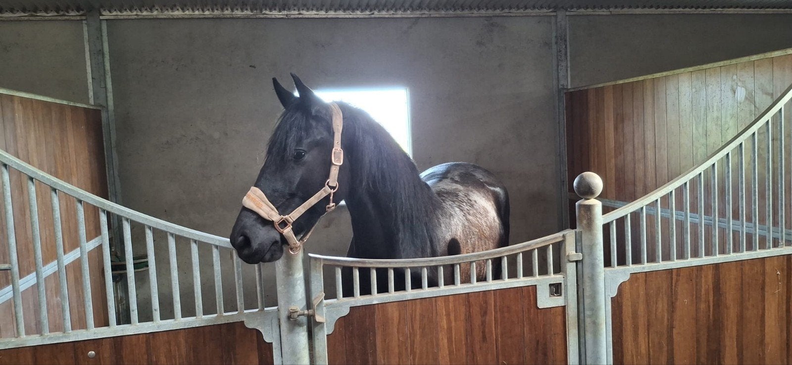friese merrie, Dieren en Toebehoren, Paarden, Merrie, Dressuurpaard, 3 tot 6 jaar