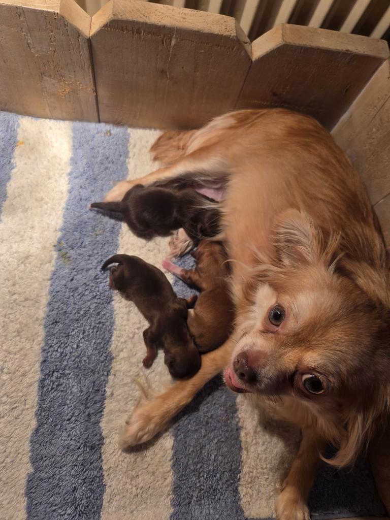 Chihuahua, 8 tot 15 weken, Parvo, Meerdere, Meerdere dieren
