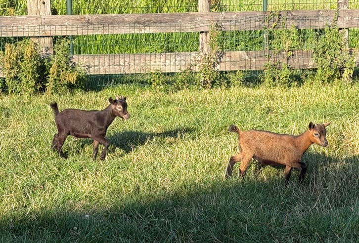 1 jonge dwerggeitje en 1 dwergbokje eind maart geboren, Meerdere dieren, Geit, 0 tot 2 jaar