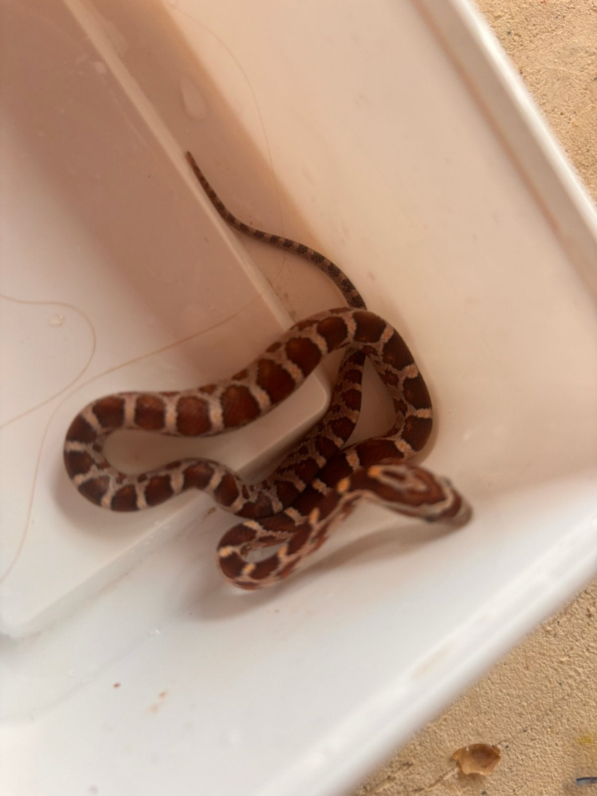 Baby rattenslangen te koop Rat Snake photo 4
