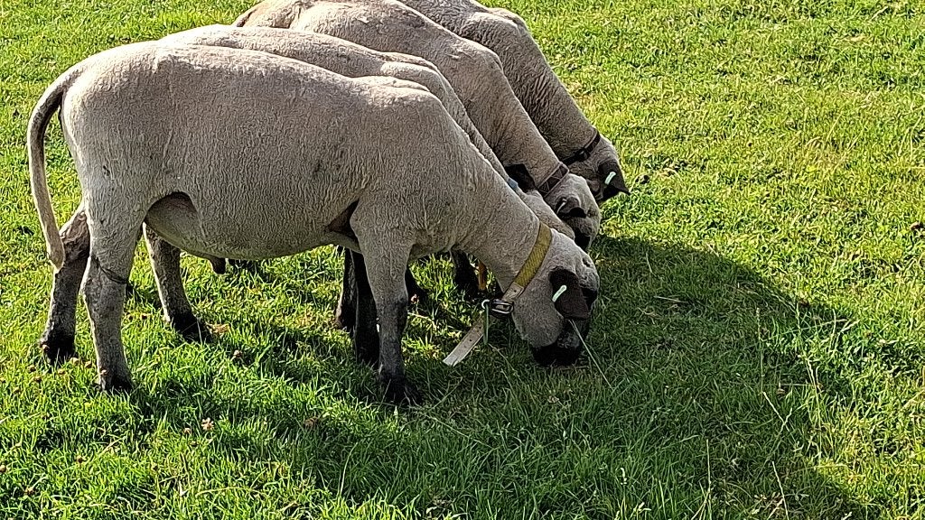 Hampshire down stamnoek rammen, Dieren en Toebehoren, Mannelijk, Schaap, 0 tot 2 jaar