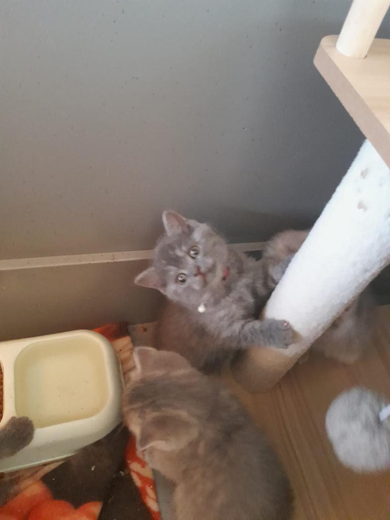 Nog 2 britse kortharige kittens te koop., Dieren en Toebehoren, Meerdere dieren, Ontwormd, 0 tot 2 jaar