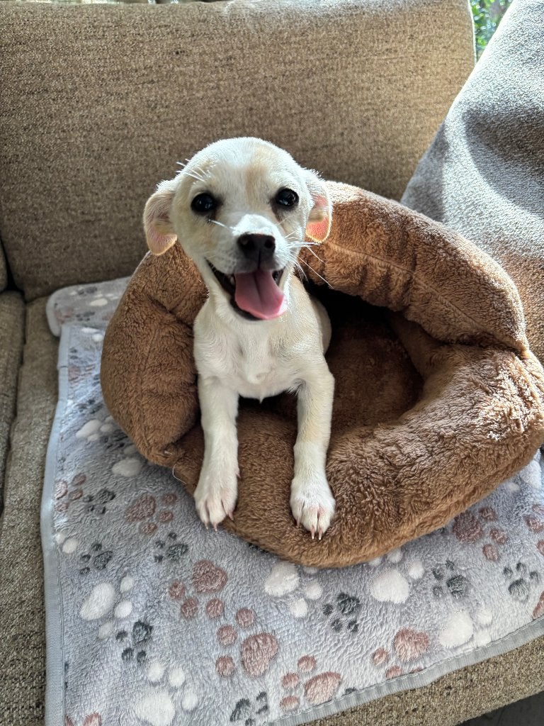 Kleine Hondje Needing a New Home, Dieren en Toebehoren, 15 weken tot 1 jaar, Teef, Eén hond, Klein