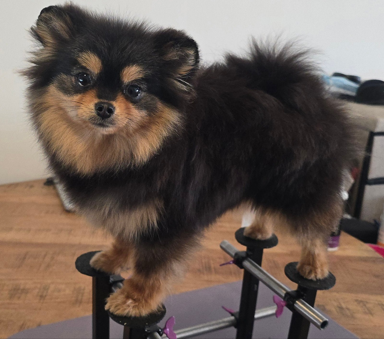 Pomeranian pup/teefje FCI stamboom, Particulier, Keeshond, 15 weken tot 1 jaar, Buitenland