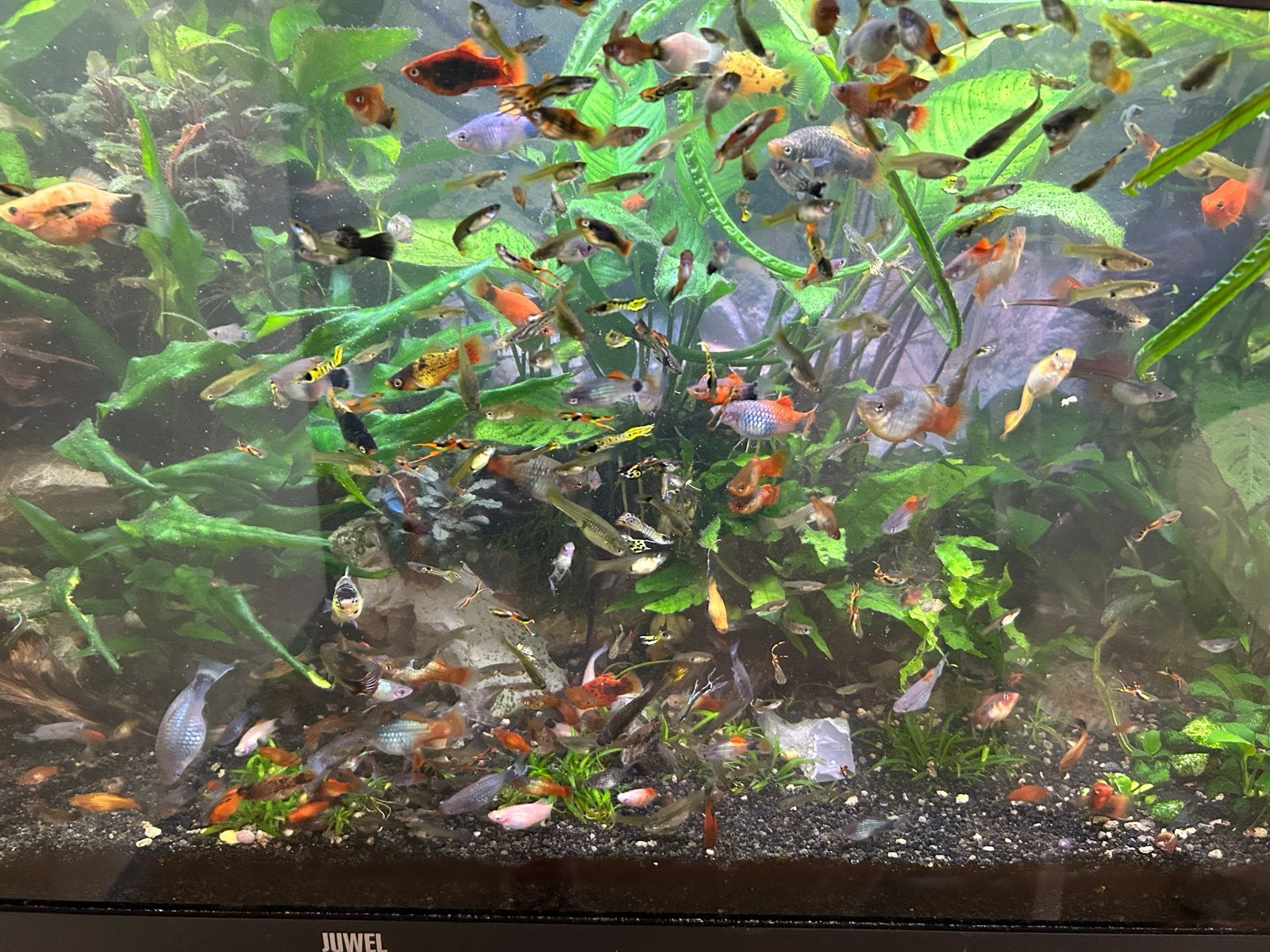 Gratis platy's guppies en tuxedo Guppen, Dieren en Toebehoren, Vissen | Aquariumvissen, Vis, Zoetwatervis, Schoolvis