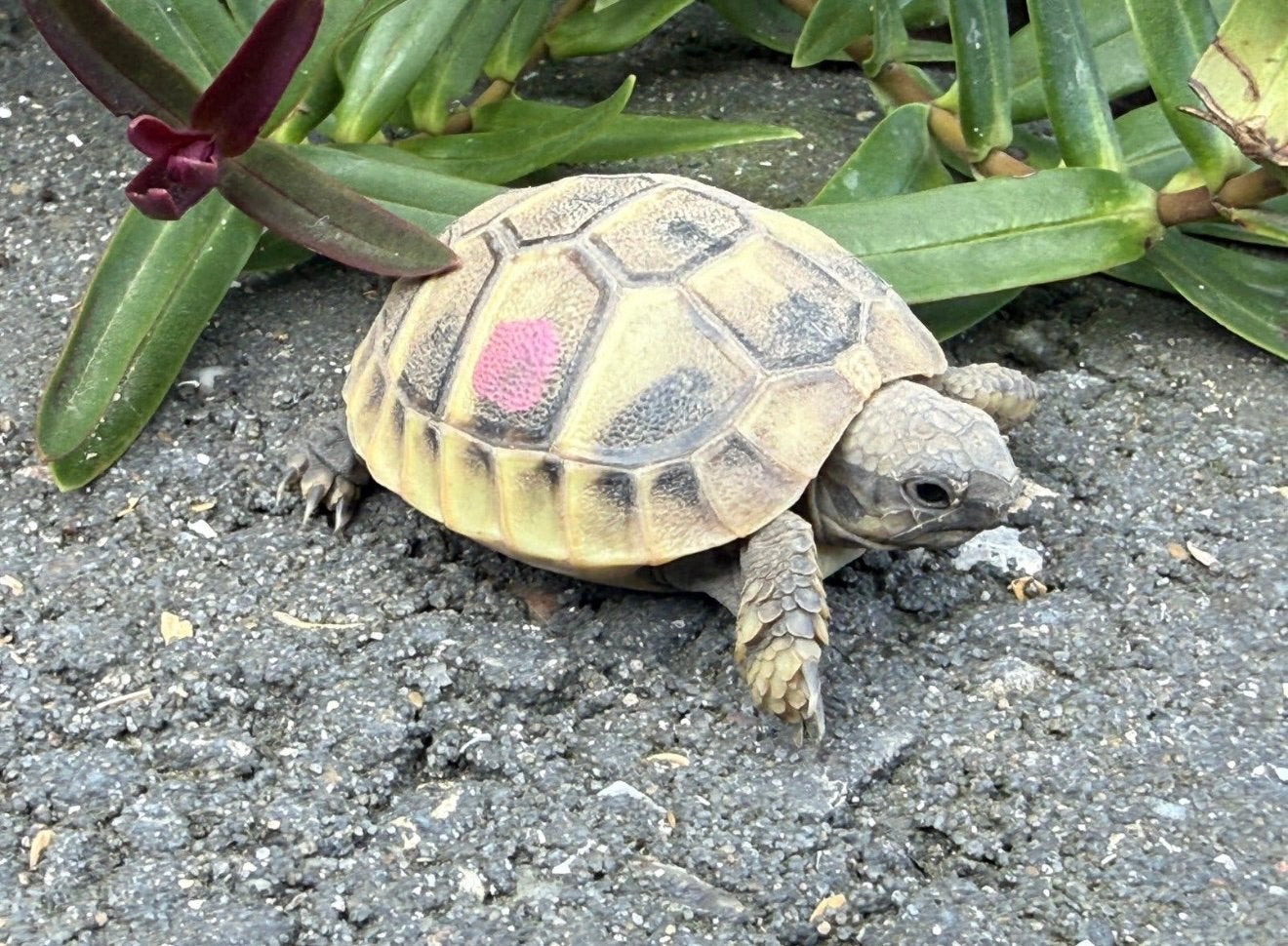 Testudo hermanni boetgerie en testudo marginata, Dieren en Toebehoren, Schildpad, 0 tot 2 jaar