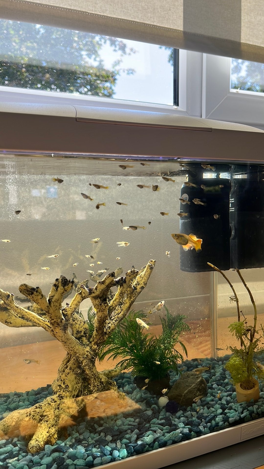 Baby guppy’s, Dieren en Toebehoren, Vissen | Aquariumvissen, Vis