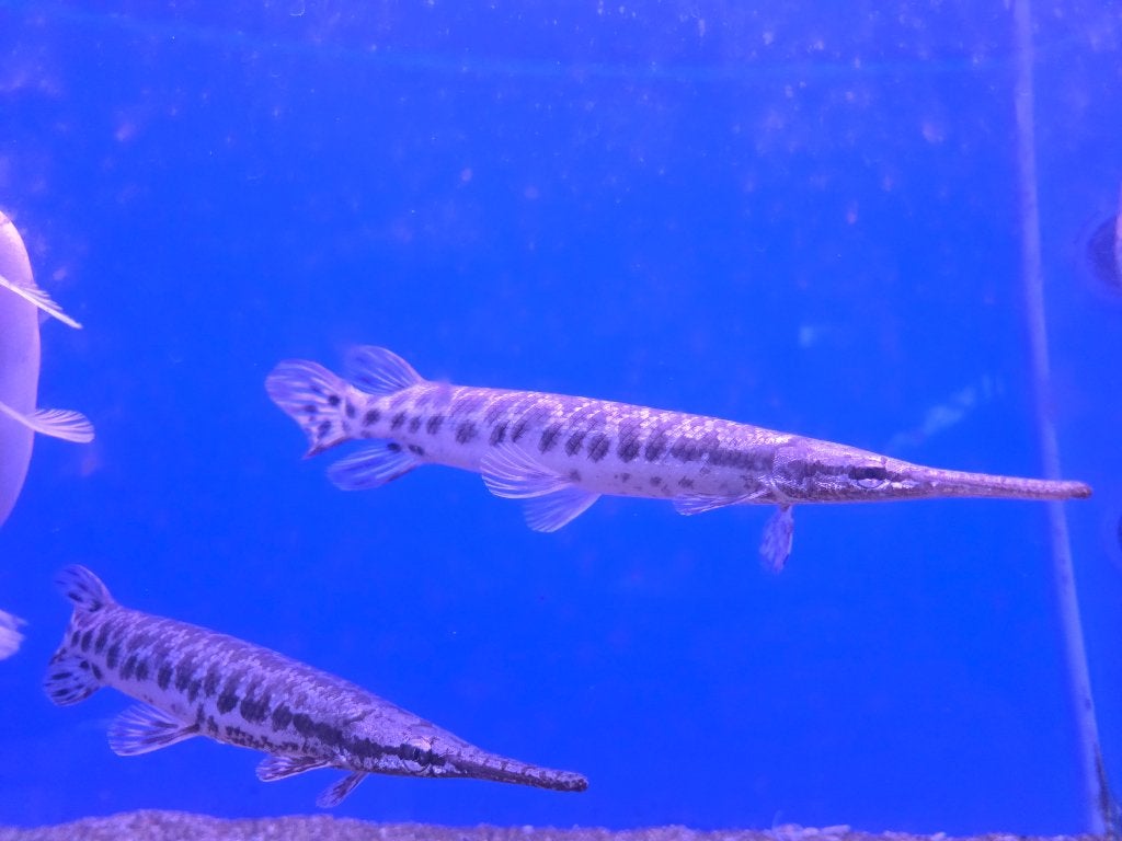 Florida gar - Lepisosteus platyrhincus, Dieren en Toebehoren, Vissen | Aquariumvissen, Vis, Zoetwatervis