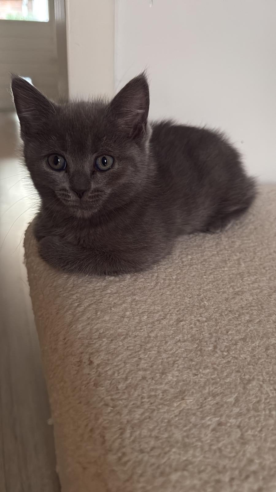Britse kort haar x Ragdoll blue lynx kittens, Kater, Gechipt, 0 tot 2 jaar