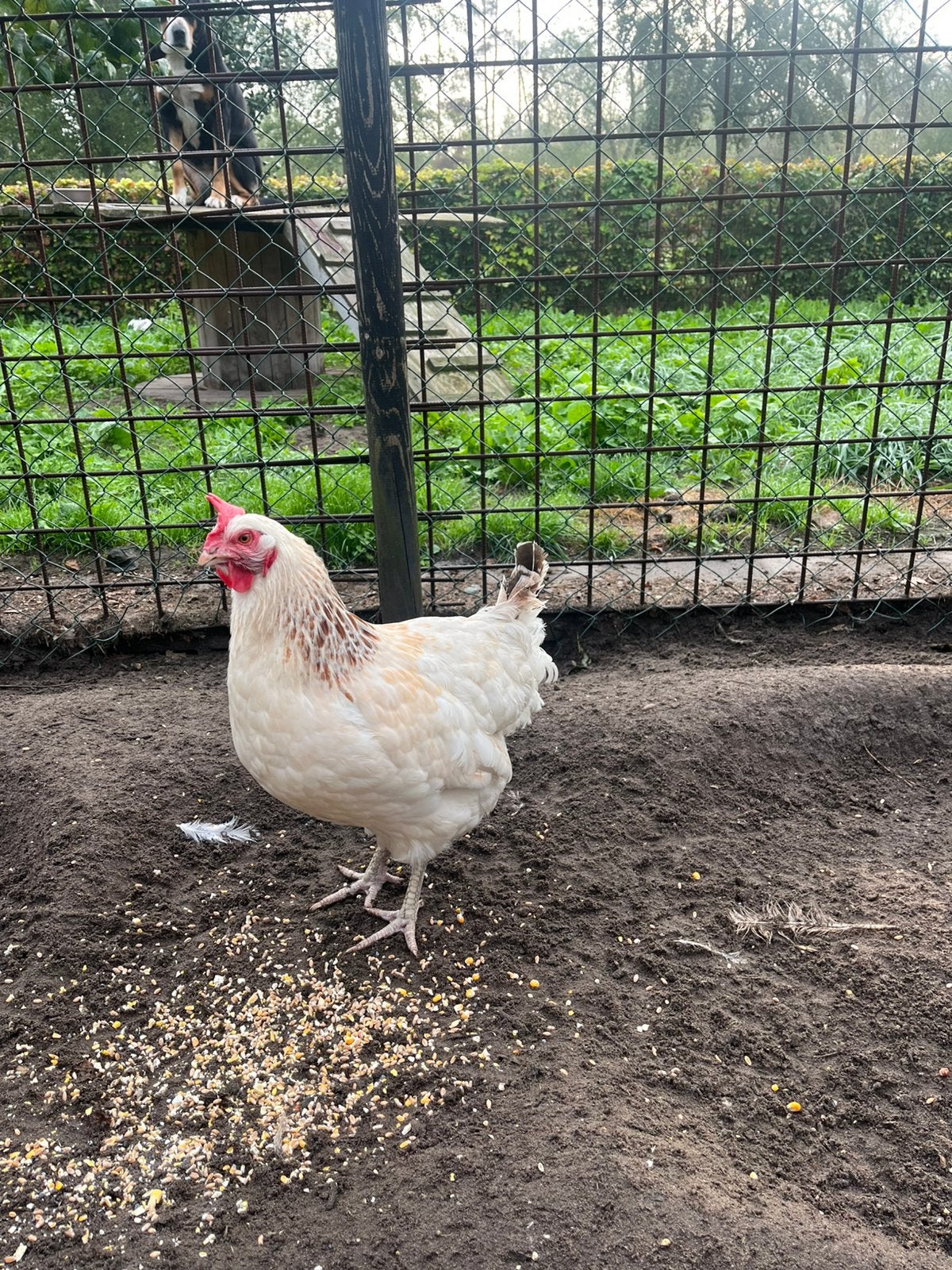 Sussex legkippen, Dieren en Toebehoren, Vrouwelijk, Kip