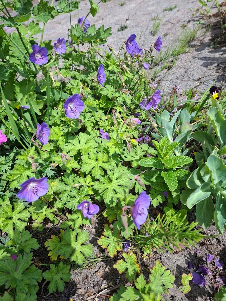 Geraniums - Vaste plant voor tuin en balkon stekjes, Overige soorten, Volle zon, Vaste plant, Ophalen of Verzenden