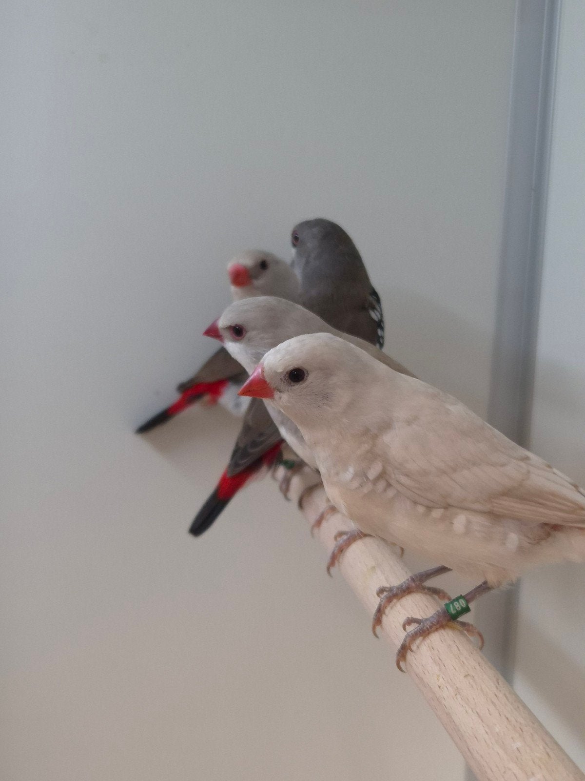 diamant vinken, Dieren en Toebehoren, Meerdere dieren, Tropenvogel, Geringd