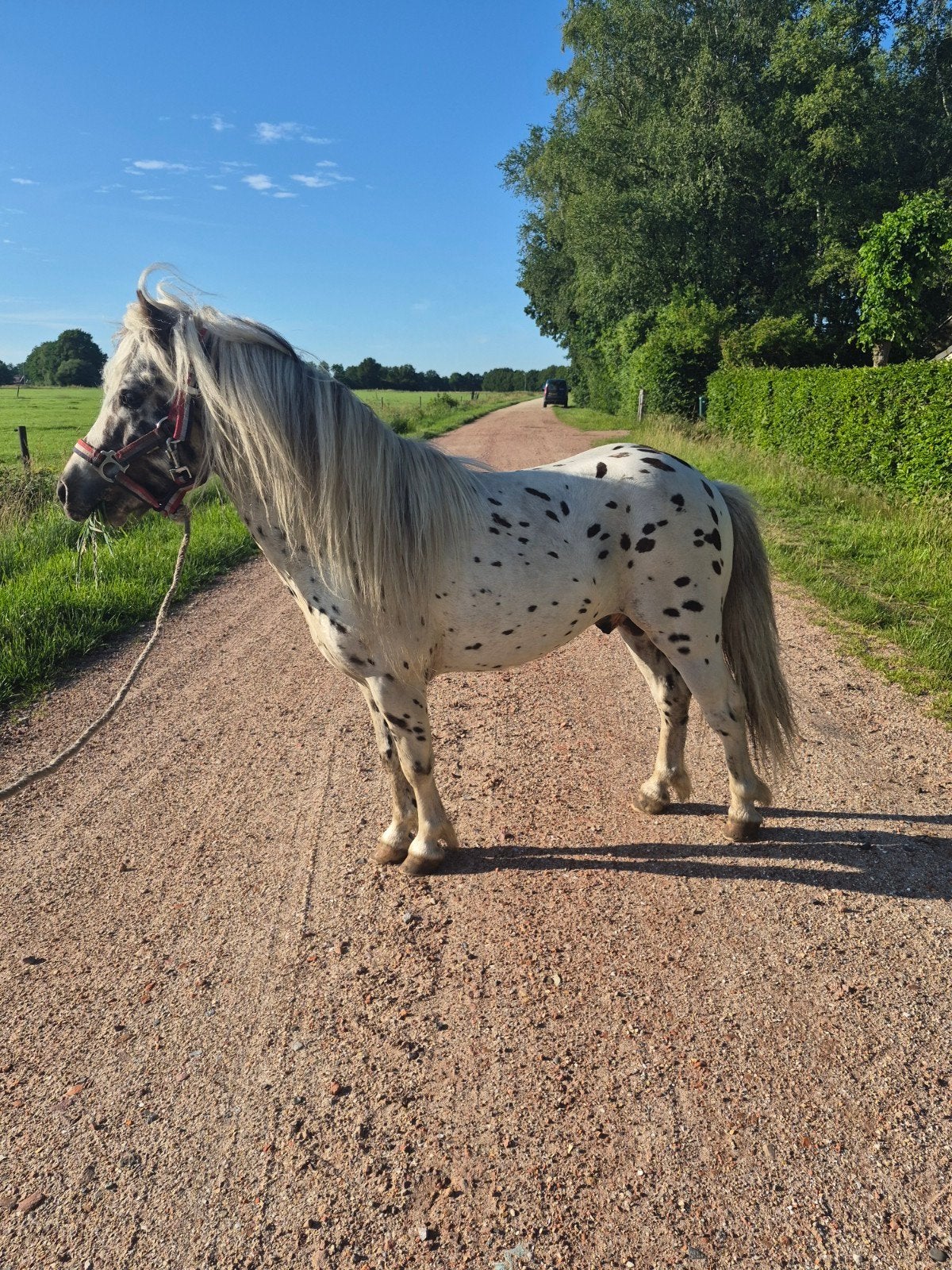 Ter dekking appalloosa hengst, Hengst